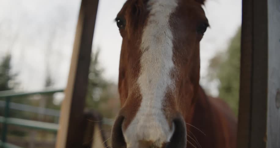 A brown colt horse chews inside a stable at midday
