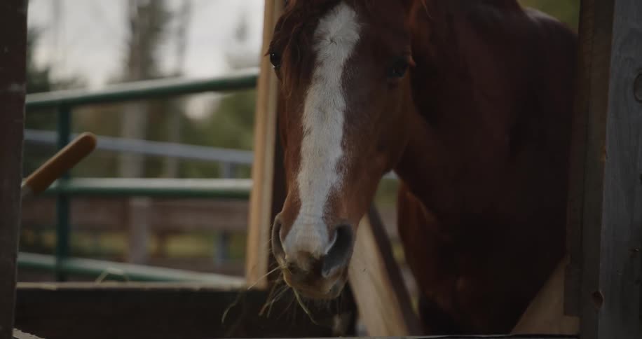 A brown colt horse eats inside a stable at midday