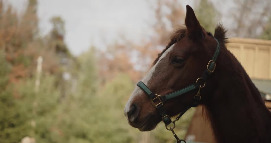 Closeup static shot of a brown horses head showing its profile as it looks towards the left of the frame the horse is wearing a dark green halter with brass hardware and the background is a soft focus outdoor setting with trees