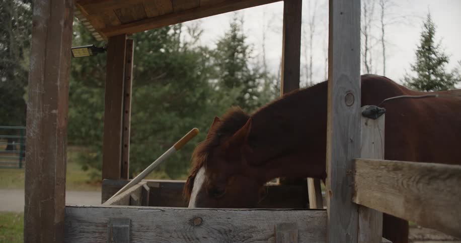 The video shows a horse eating from a wooden feeder under a small opensided shelter the horse is brown with a white blaze on its face and is surrounded by a wooded area suggesting an outdoor or farm setting