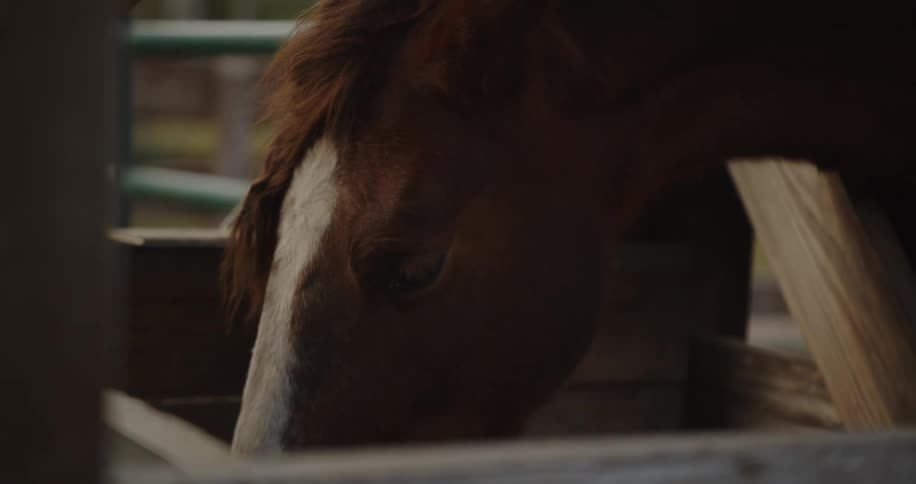 A horse outdoors eating some food