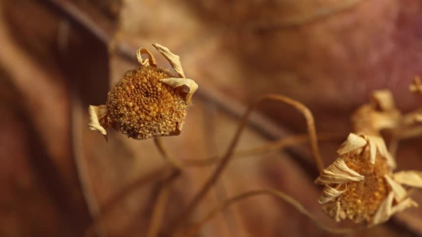 Closeup of dried yellow daisy florets