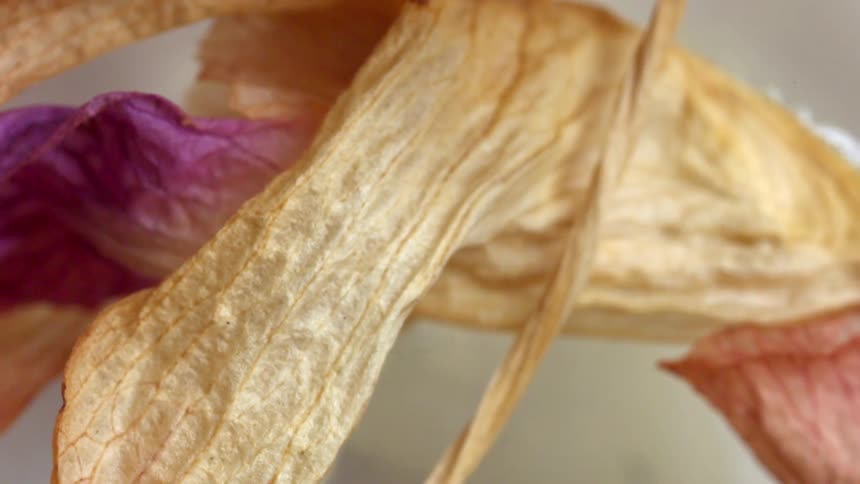 Dried petals display wrinkled textures in closeup