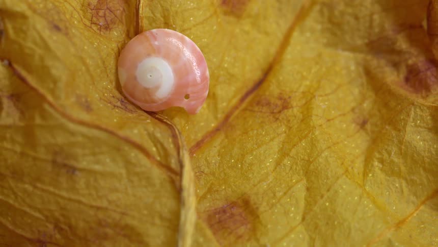 Pink snail shell lying on a yellow leaf