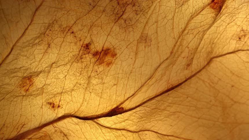 Dry leaf in closeup showing veins and dark spots under yellowish light