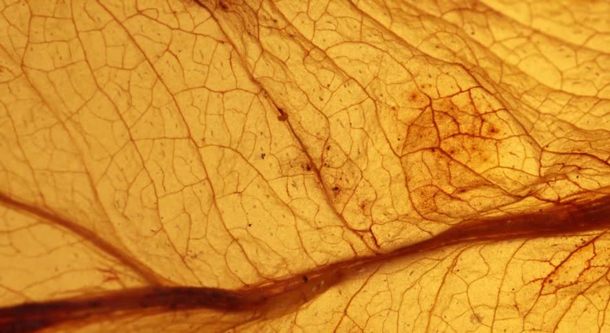 Dry leaf in closeup