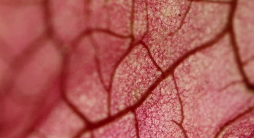 Leaf in closeup showing dark veins over a pink surface