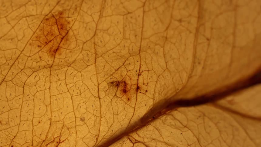 Extreme closeup of a decaying leaf showing its vein network with a tiny speck on the surface