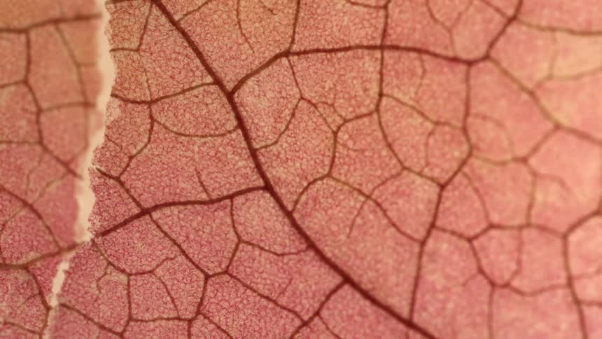 A brown leaf in closeup shows patterns and lines across its surface