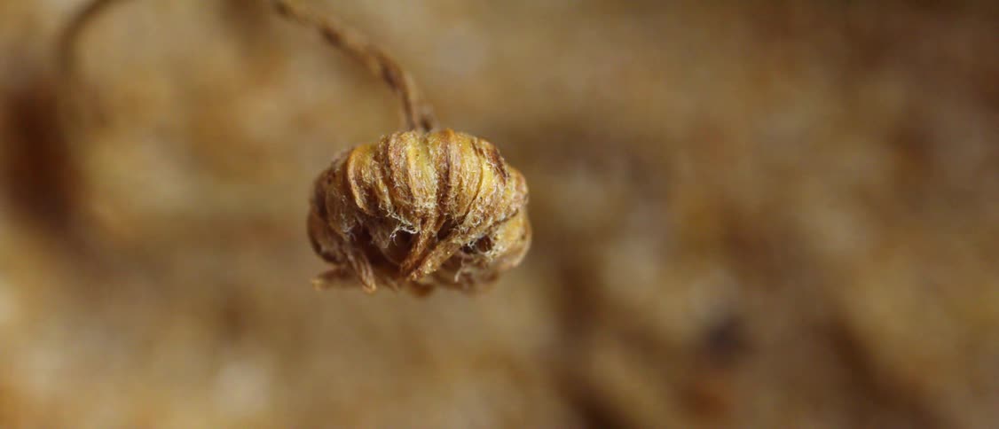 Dried bud in closeup showing wrinkled texture in a yellowish tone