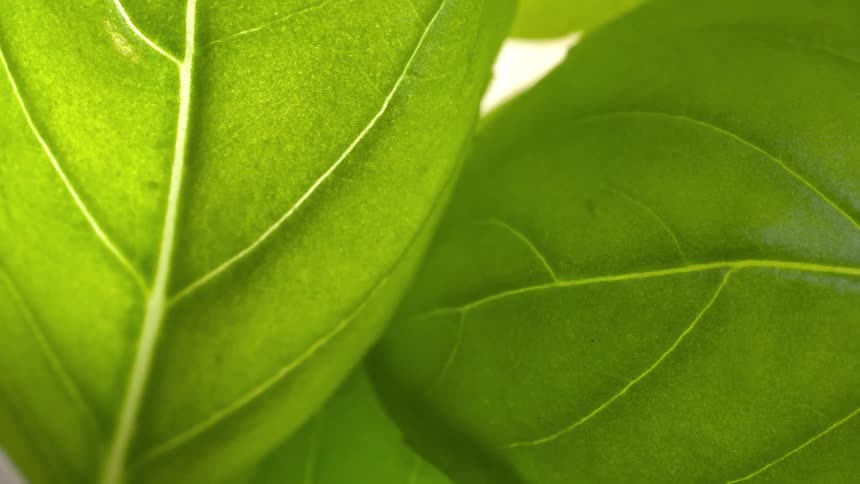 Green leaves in closeup showing light veins and smooth texture