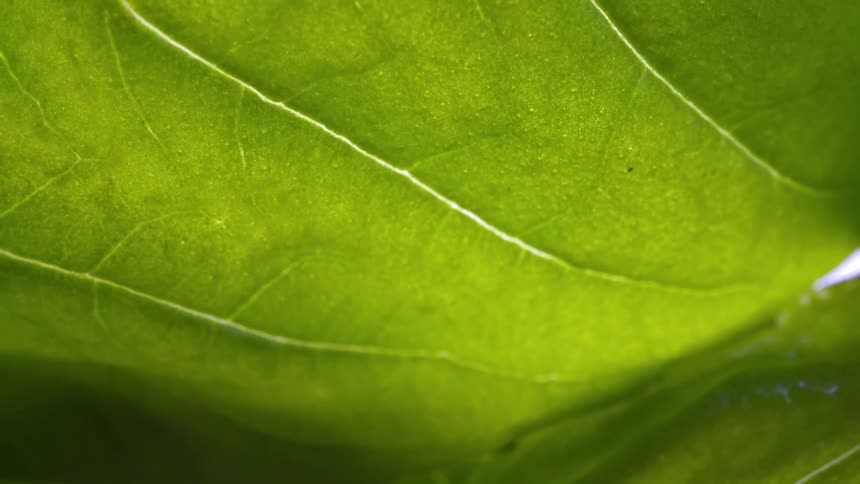 This is a closeup macro shot of a vibrant green leaf likely filmed with backlighting to emphasize the intricate network of veins the video shows a slow gentle shift in focus or slight movement highlighting the leafs texture and structure