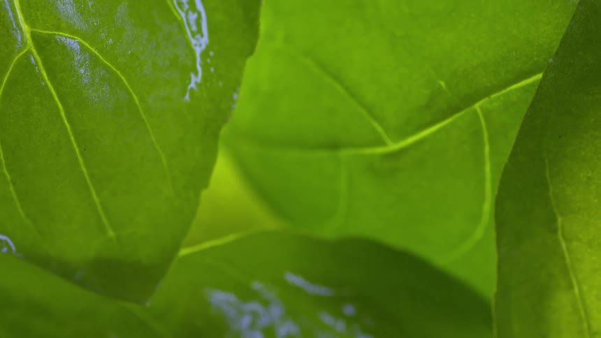 A close up of some green leaves on a tree