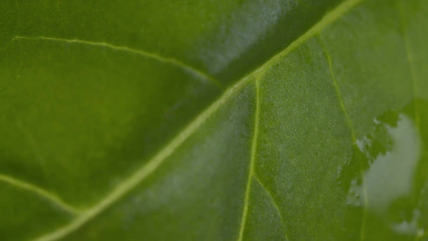 Green leaf in closeup showing light veins and a water droplet