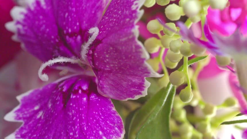 Close up view of flowers as sunlight shines on the petals