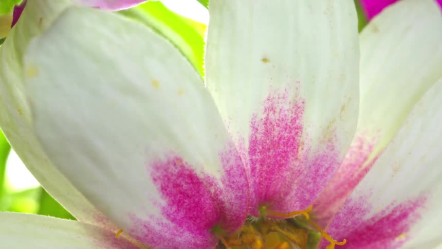 Flower in closeup showing white petals with pink markings and a yellow center
