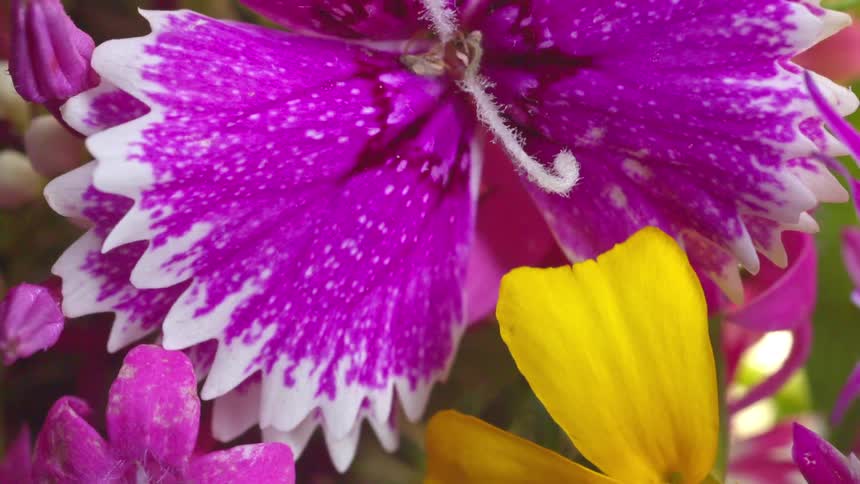Flower in closeup showing purple petals with irregular white edges