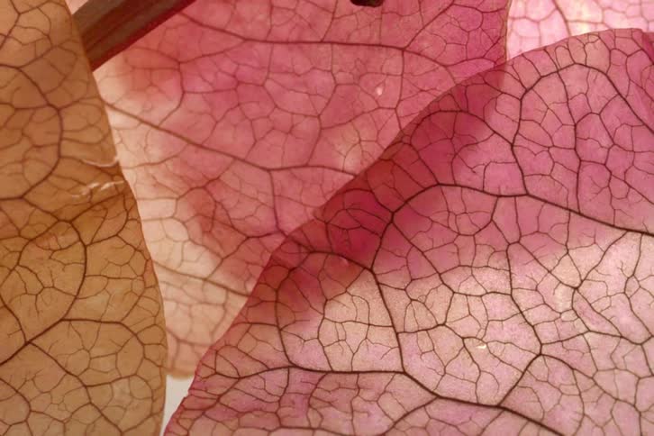 Close up of coloured leaves with reticulate venation