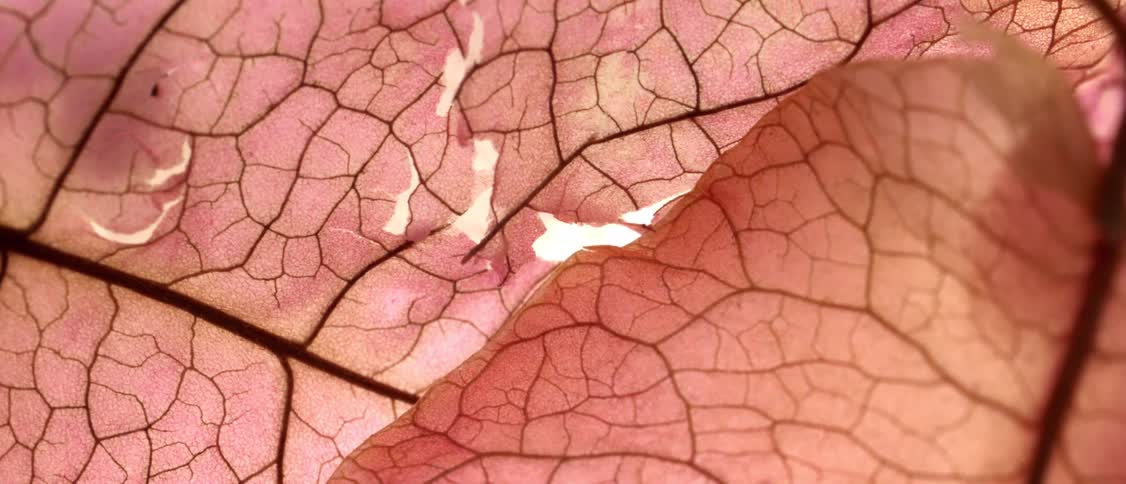 Brown leaf closeup with patterns and lines
