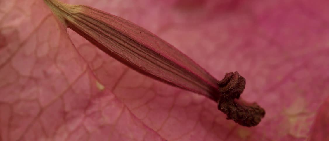 A closeup of a pink flower shows the texture of its petal and stigma