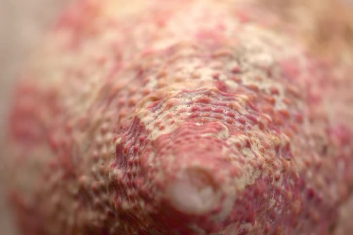 Shell in closeup showing a textured surface in pink and beige tones