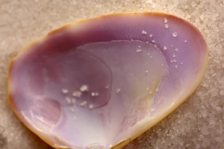 This video shows a closeup of the inner side of a seashell lying on a bed of largegrain sand or salt the shell features a smooth iridescent surface with a vibrant color gradient primarily transitioning from purplishpink at the edge to a glossy whit