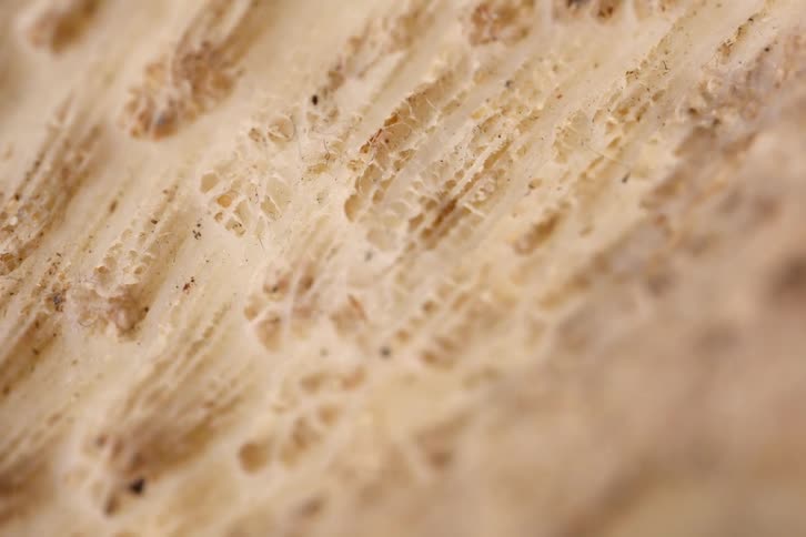 Shell in closeup showing a beige porous surface with grooves