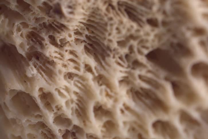 These macro videos present detailed closeups of various natural objects highlighting the intricate textures and patterns of organic and geological materials the collection includes the porous bonelike structure of coral the smooth iridescent interi