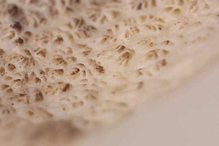 Shell in closeup showing a beige porous internal structure