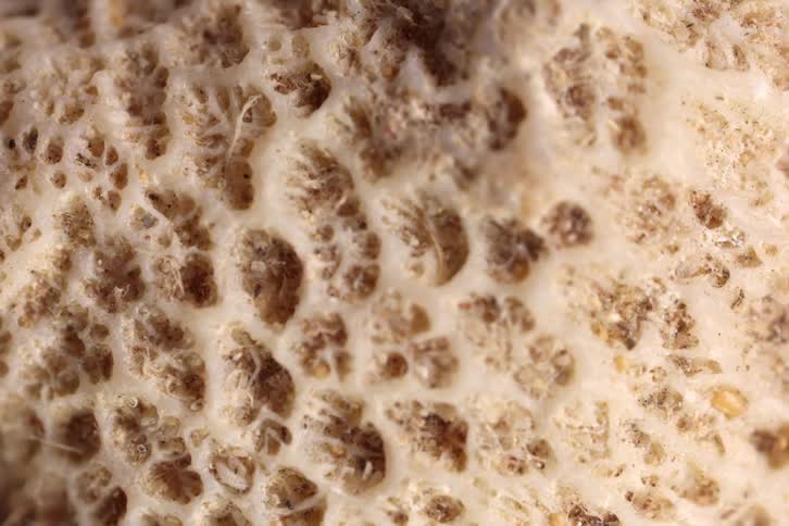 Porous surface of a fungus displays irregular cavities in closeup