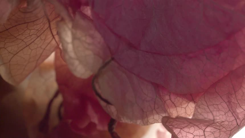 The video shows a static macro shot of overlapping delicate flower parts in shades of pink rose and pale beigewhite backlit so the intricate network of veins is clearly visiblethe overall mood is soft abstract and ethereal with the word films