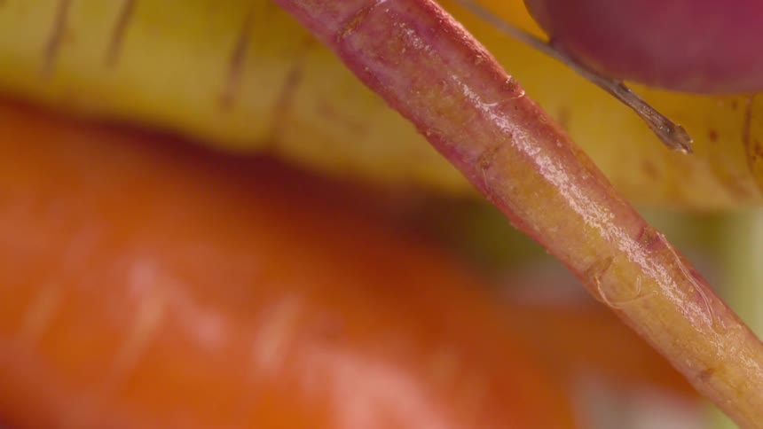 Close up view of carrots and turnips with other vegetables on a table