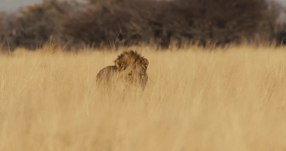 Male lion walks through the savanna with tall grass partially covering its body