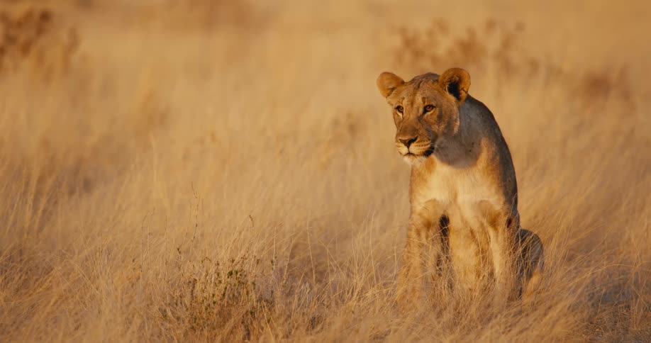 Bathed in golden light an alert lioness sits amidst the tall dry grass of the savannah before suddenly lowering her head in keen anticipation