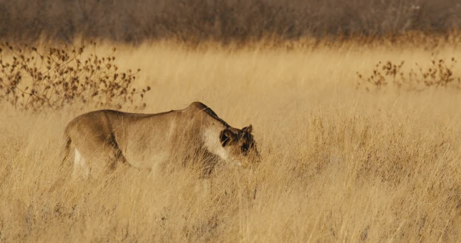 Lioness moving through golden grass past dry bushes under warm light