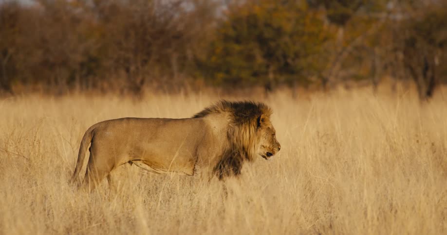 The lion walks in the grass on a sunny day