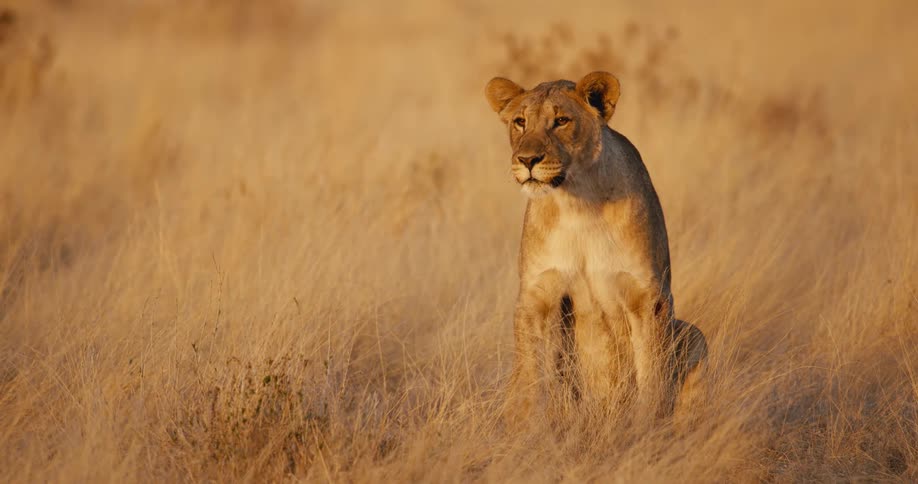 Lioness sits in golden grassland gazing into distance