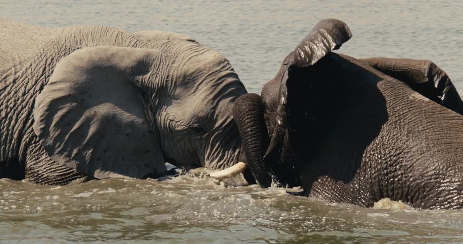 Elephants touching trunks while standing in shallow water