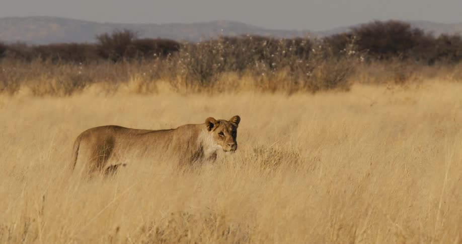 Lioness walking through dry savanna vegetation