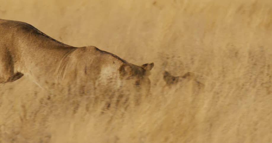 A lioness stalks stealthily through the tall golden grass of the savannah her body low to the ground as she moves through the sunlit landscape