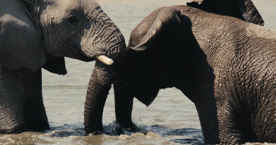Elephants interacting with their trunks in the water