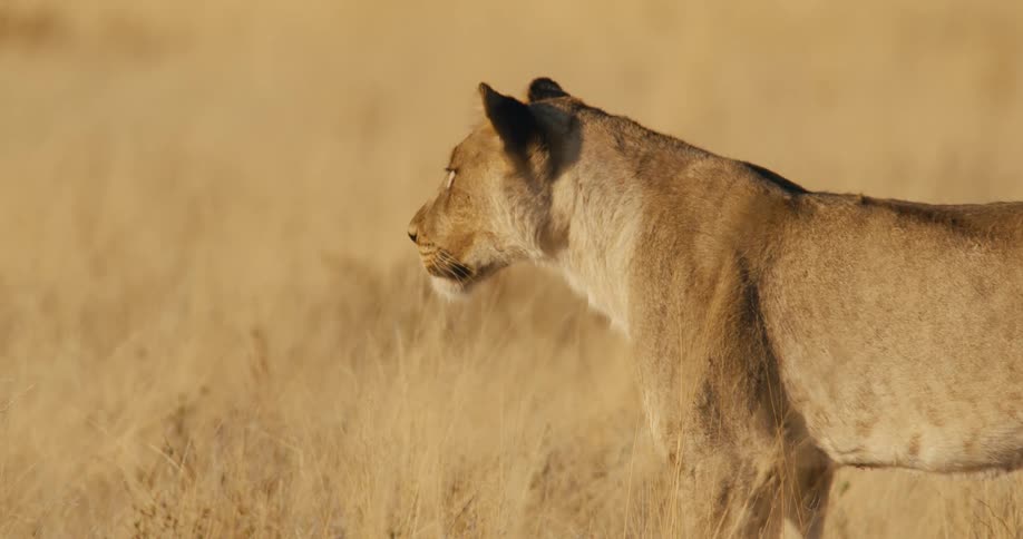 The lion walks through the grass then stops