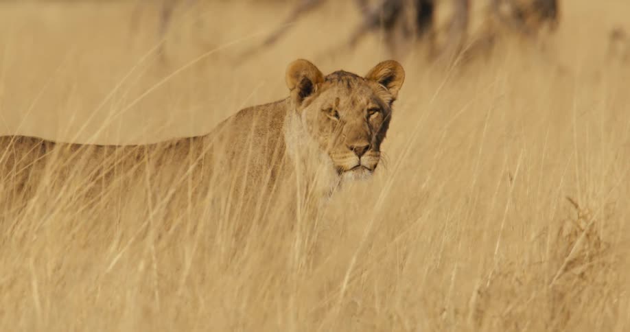 Lioness facing the dry savanna grass with an alert stance