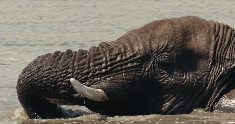 Close up of an elephant soaking in a river during daytime