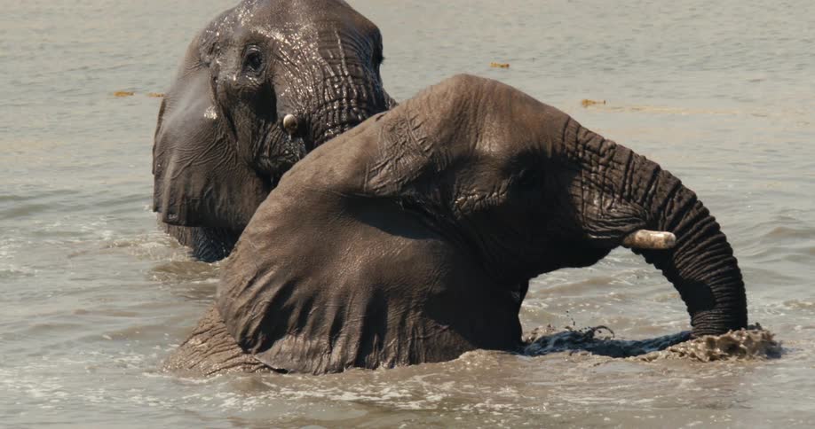 Two large elephants splash around in the stream