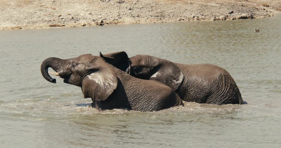 Two elephants are bathing in the stream