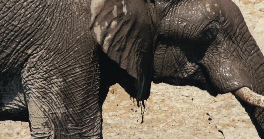 The elephant is splashed with water