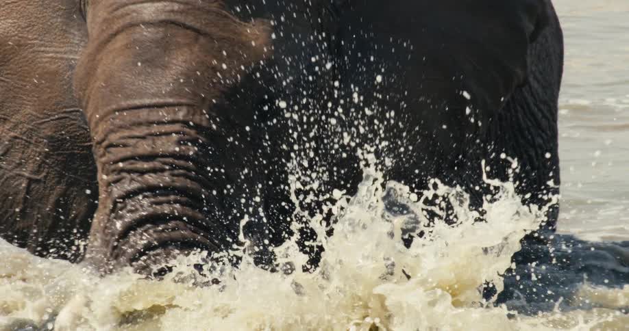 An elephant playing around in water