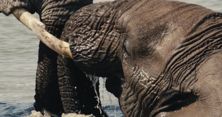 The elephants dunk their trunks under the water