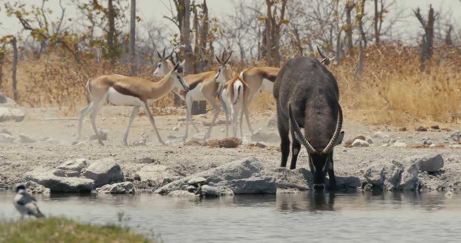 African buffalo drinks water at a watering hole while a group of antelopes moves away in the background of a dry savanna